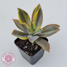 Graptoveria 'Fred Ives Variegata' (Yellow/Gold Variegation)