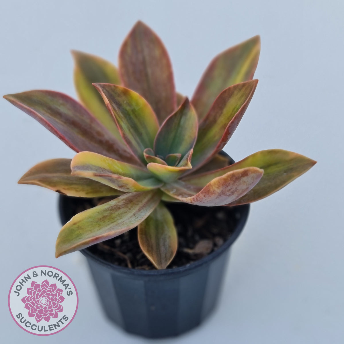 Graptoveria 'Fred Ives Variegata' (Yellow/Gold Variegation)