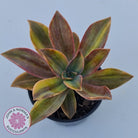Graptoveria 'Fred Ives Variegata' (Yellow/Gold Variegation)