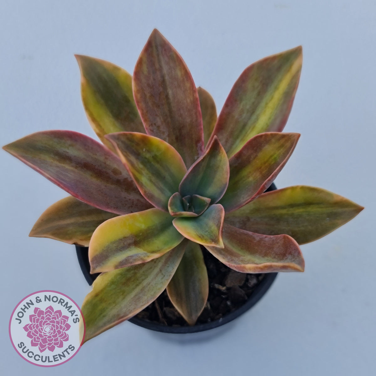 Graptoveria 'Fred Ives Variegata' (Yellow/Gold Variegation)