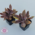 Graptoveria 'Fred Ives Variegata' (Yellow/Gold Variegation)