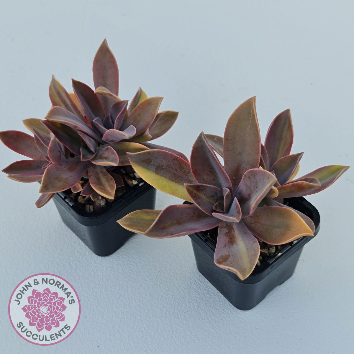 Graptoveria 'Fred Ives Variegata' (Yellow/Gold Variegation)