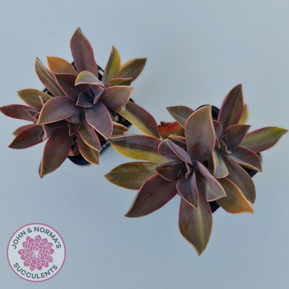 Graptoveria 'Fred Ives Variegata' (Yellow/Gold Variegation)