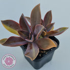 Graptoveria 'Fred Ives Variegata' (Yellow/Gold Variegation)