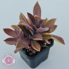 Graptoveria 'Fred Ives Variegata' (Yellow/Gold Variegation)