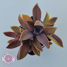 Graptoveria 'Fred Ives Variegata' (Yellow/Gold Variegation)