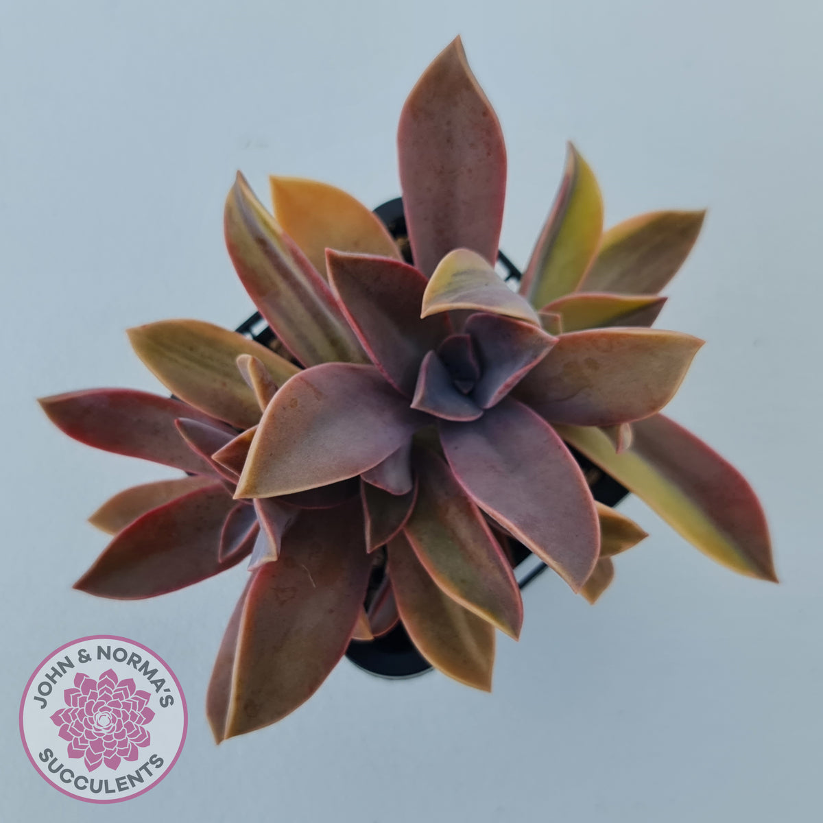 Graptoveria 'Fred Ives Variegata' (Yellow/Gold Variegation)