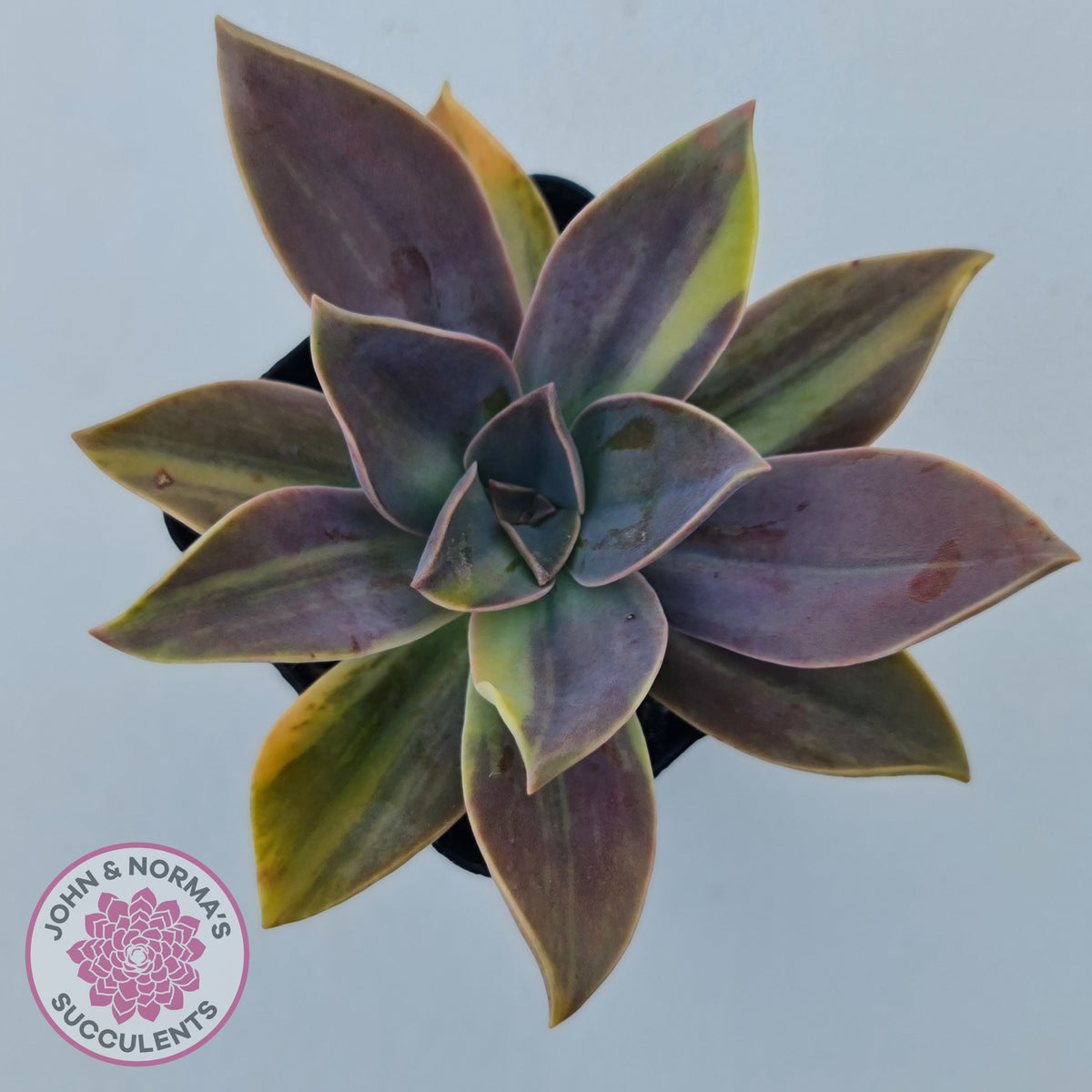 Graptoveria 'Fred Ives Variegata' (Yellow/Gold Variegation)