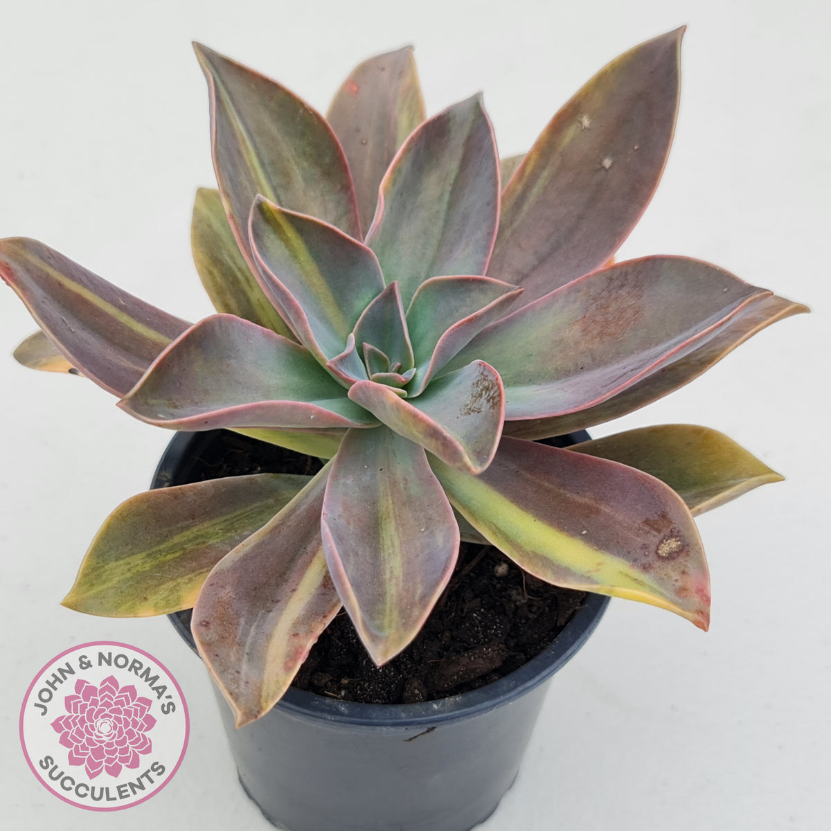 Graptoveria 'Fred Ives Variegata' (Yellow/Gold Variegation)