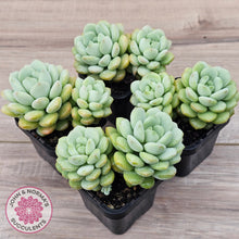 Load image into Gallery viewer, Graptoveria 'Jade Ruyi' (Double heads)
