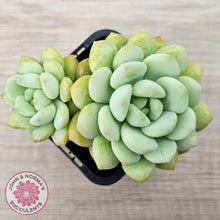 Load image into Gallery viewer, Graptoveria 'Jade Ruyi' (Double heads)
