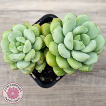 Load image into Gallery viewer, Graptoveria 'Jade Ruyi' (Double heads)
