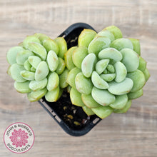 Load image into Gallery viewer, Graptoveria 'Jade Ruyi' (Double heads)

