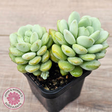 Load image into Gallery viewer, Graptoveria 'Jade Ruyi' (Double heads)
