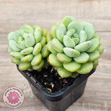 Load image into Gallery viewer, Graptoveria 'Jade Ruyi' (Double heads)
