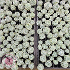 Graptoveria Lovely Rose Cuttings