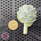 Graptoveria Lovely Rose Cuttings
