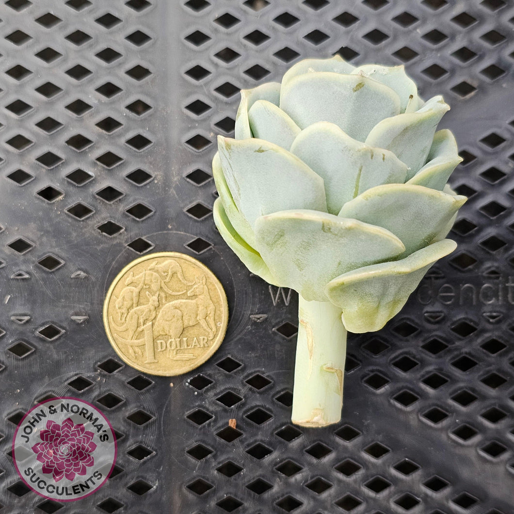 Graptoveria Lovely Rose Cuttings - John & Norma's Succulents Australia