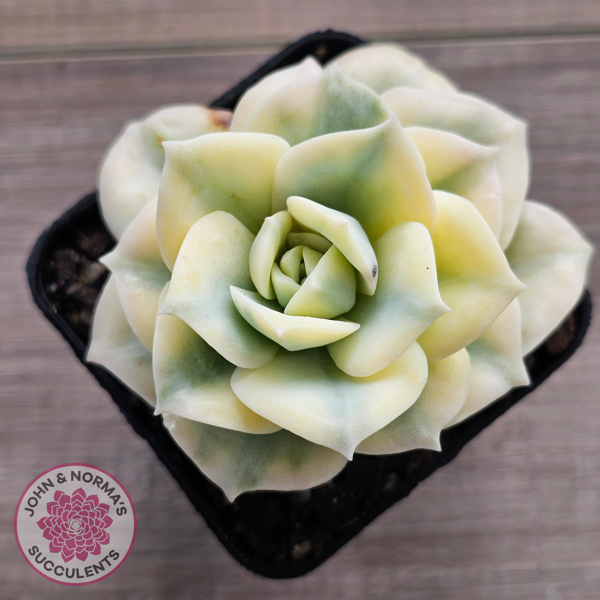 Graptoveria Lovely Rose Variegated