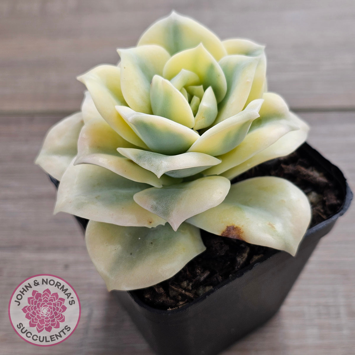 Graptoveria Lovely Rose Variegated