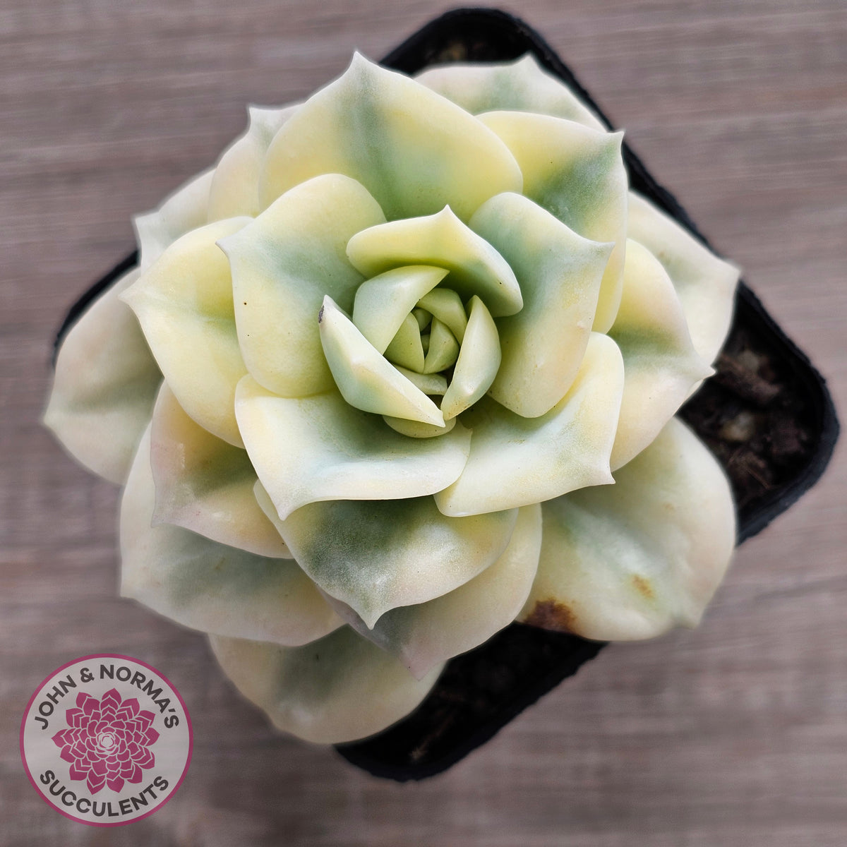 Graptoveria Lovely Rose Variegated