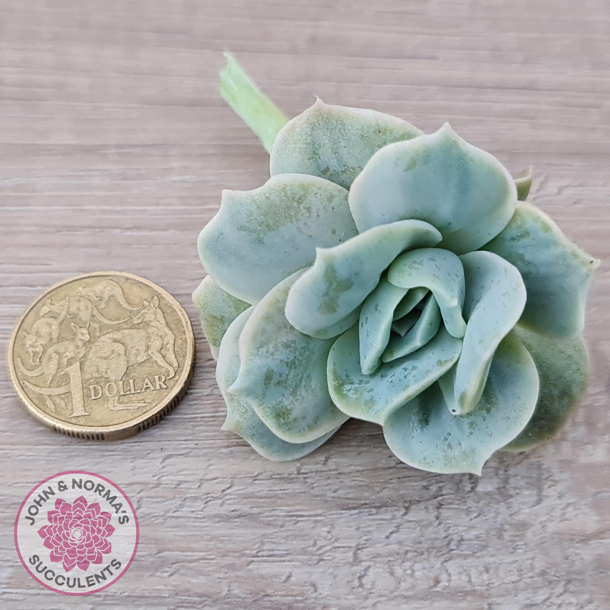 Graptoveria 'Lovely Rose' Monstrose Cutting x 1