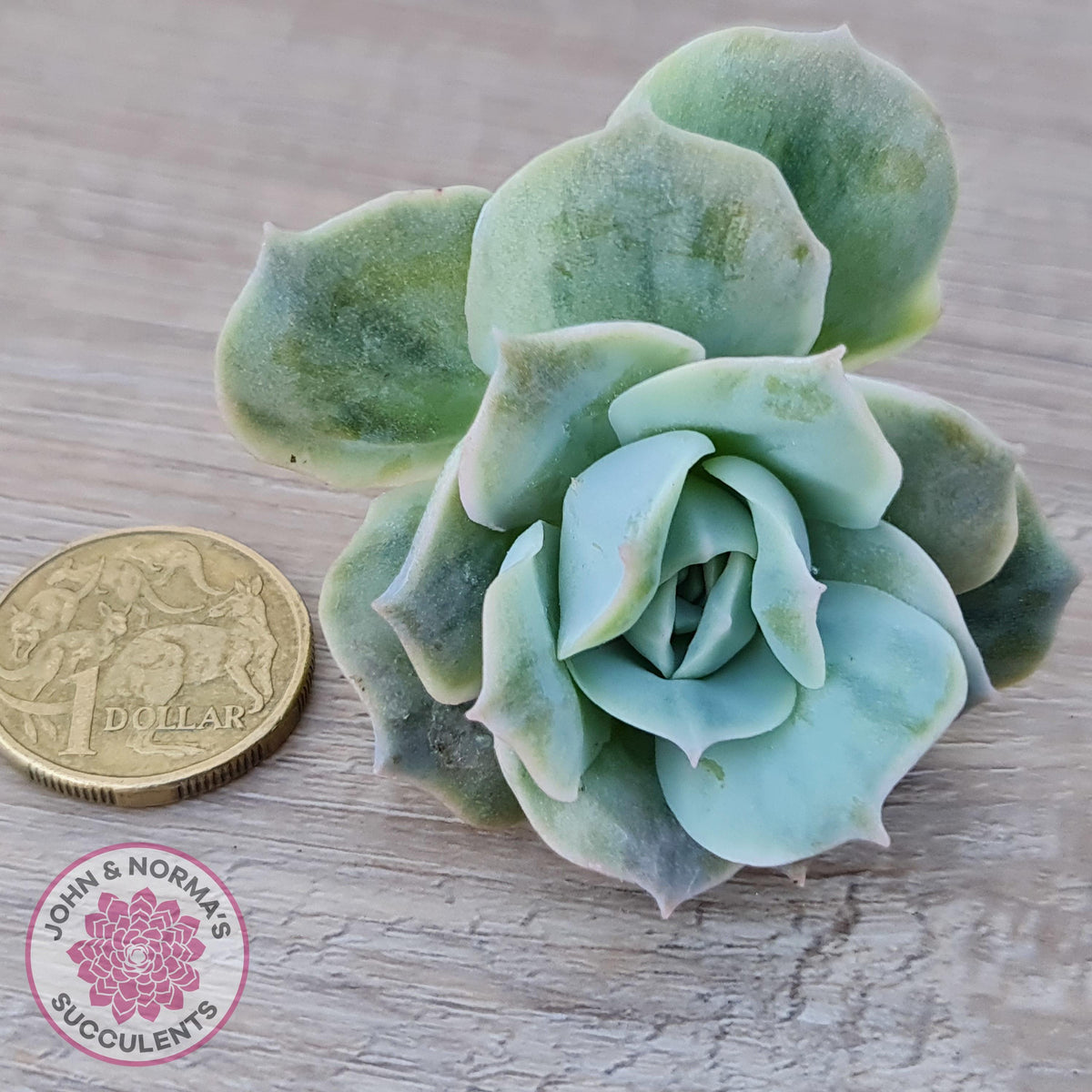 Graptoveria 'Lovely Rose' Monstrose Cutting x 1