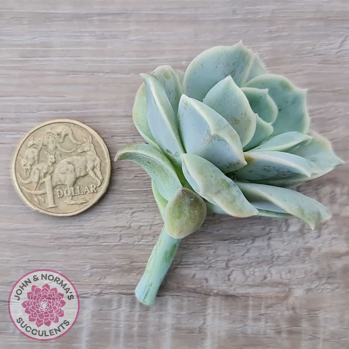 Graptoveria 'Lovely Rose' Monstrose Cutting x 1