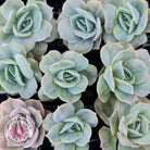 Graptoveria 'Lovely Rose' Monstrose Cutting x 1