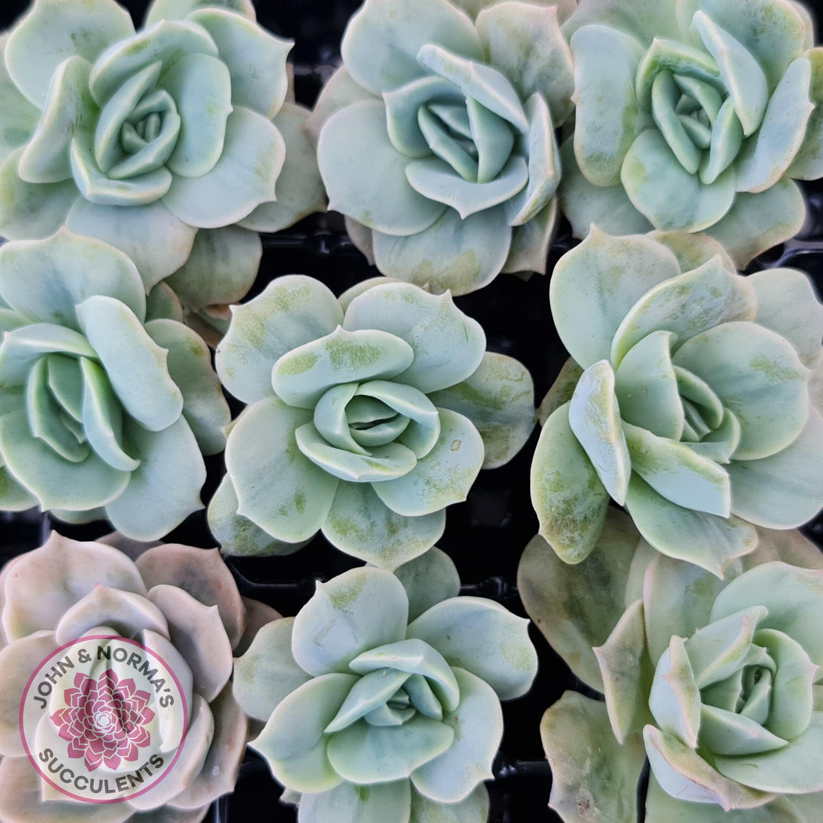 Graptoveria 'Lovely Rose' Monstrose Cutting x 1