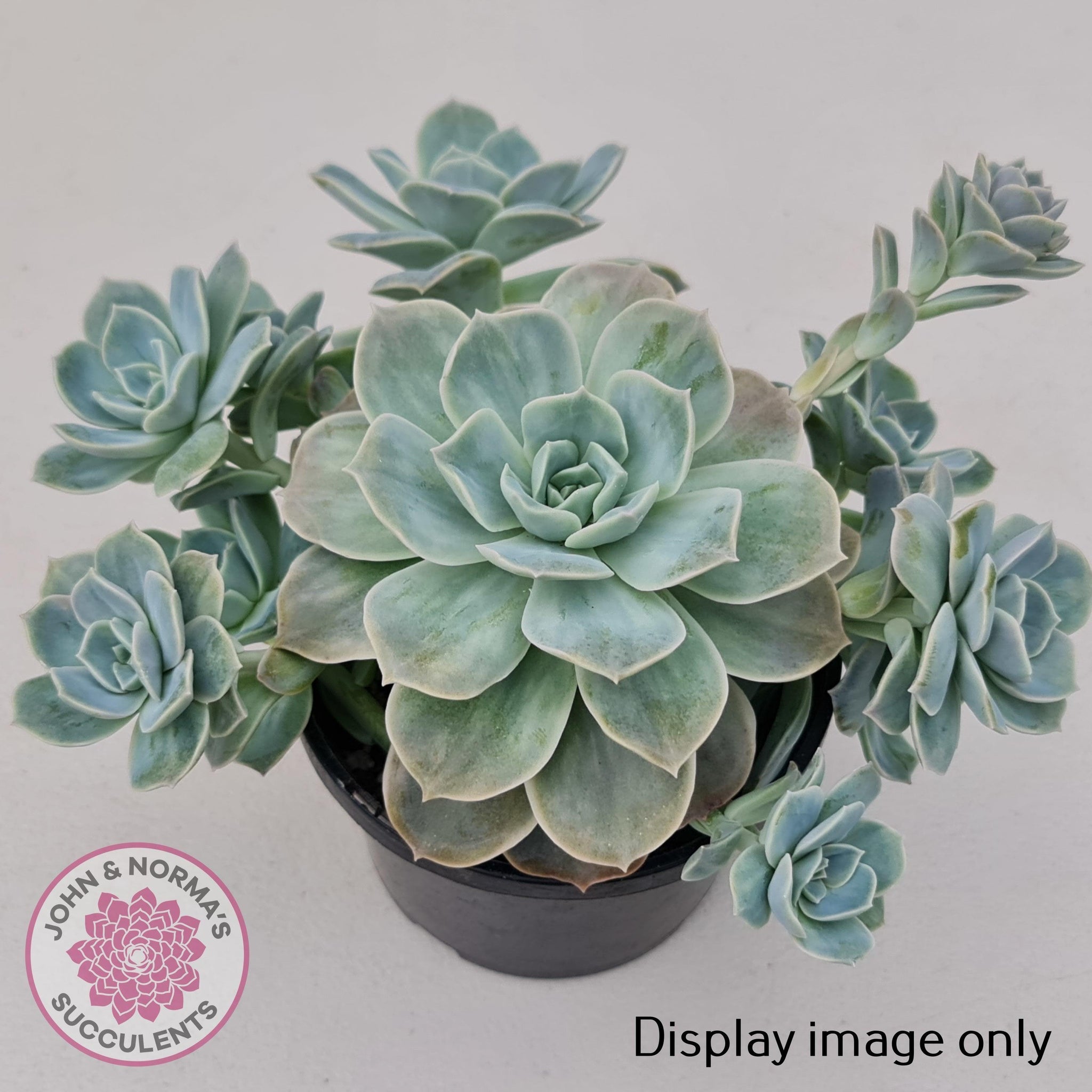 graptoveria lovely rose succulent Buy Graptoveria 'Lovely Rose' Monstrose Cutting x 1 Australia