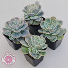 Graptoveria 'Lovely Rose' Monstrose