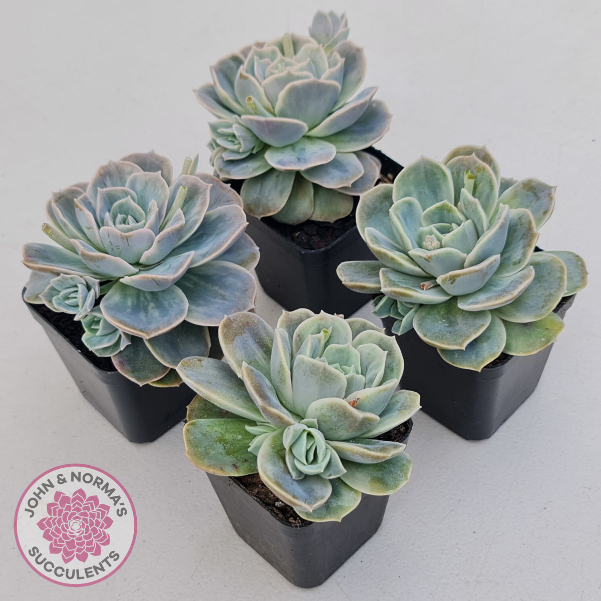 Graptoveria 'Lovely Rose' Monstrose