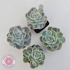 Graptoveria 'Lovely Rose' Monstrose