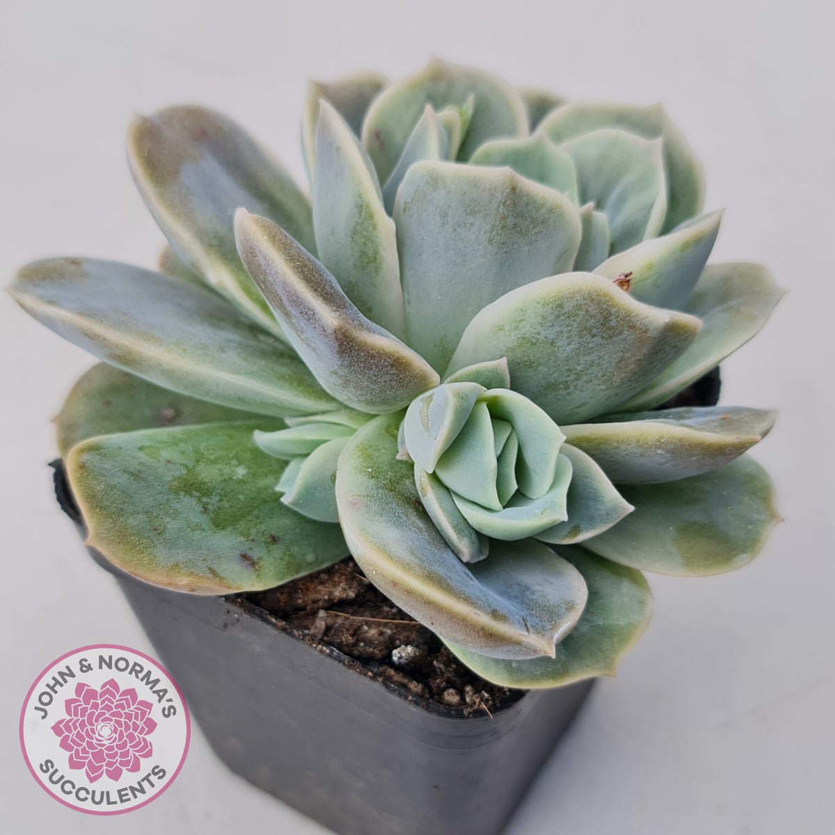 Graptoveria 'Lovely Rose' Monstrose