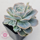 Graptoveria 'Lovely Rose' Monstrose