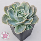 Graptoveria 'Lovely Rose' Monstrose