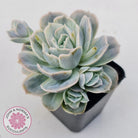 Graptoveria 'Lovely Rose' Monstrose