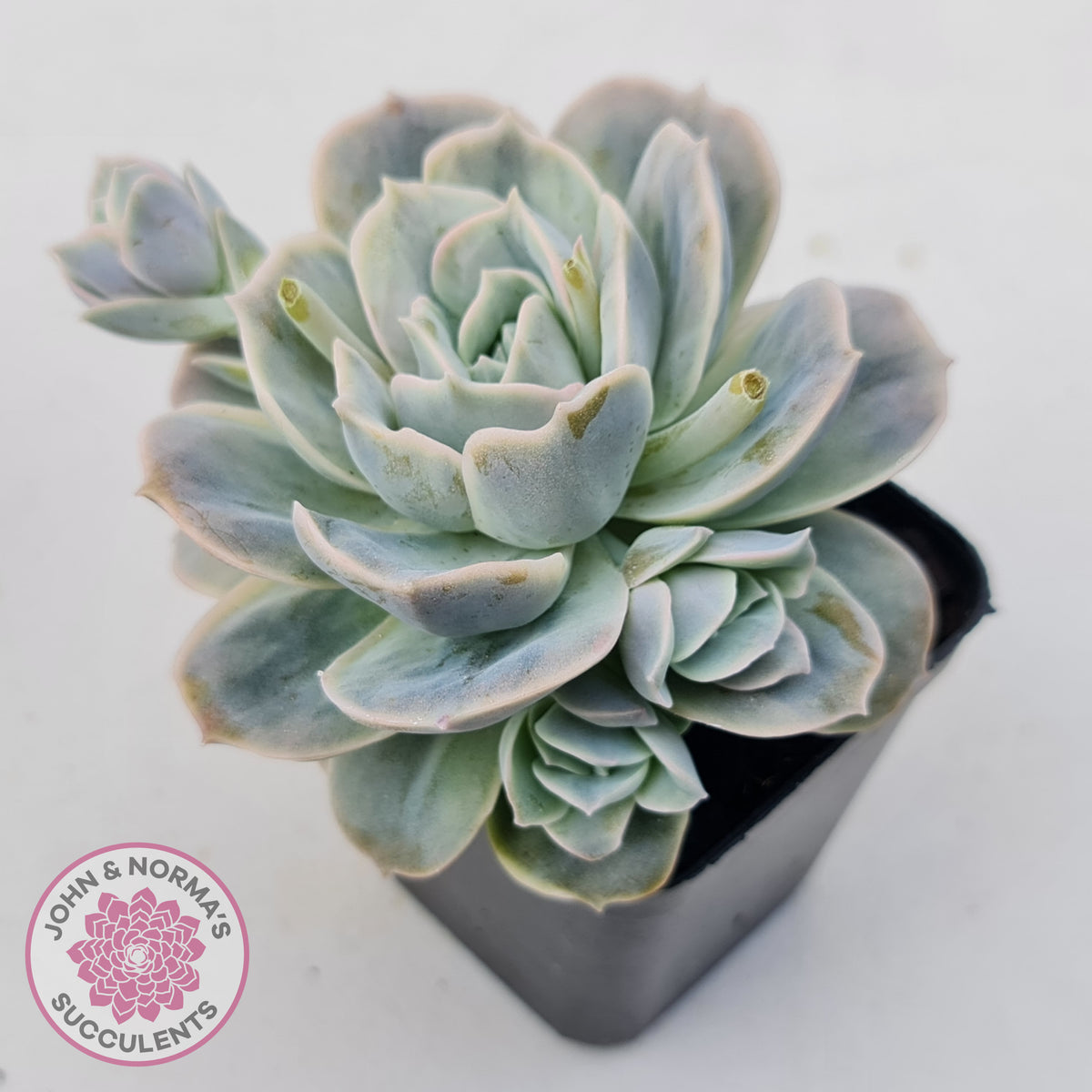 Graptoveria 'Lovely Rose' Monstrose