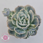 Graptoveria 'Lovely Rose' Monstrose