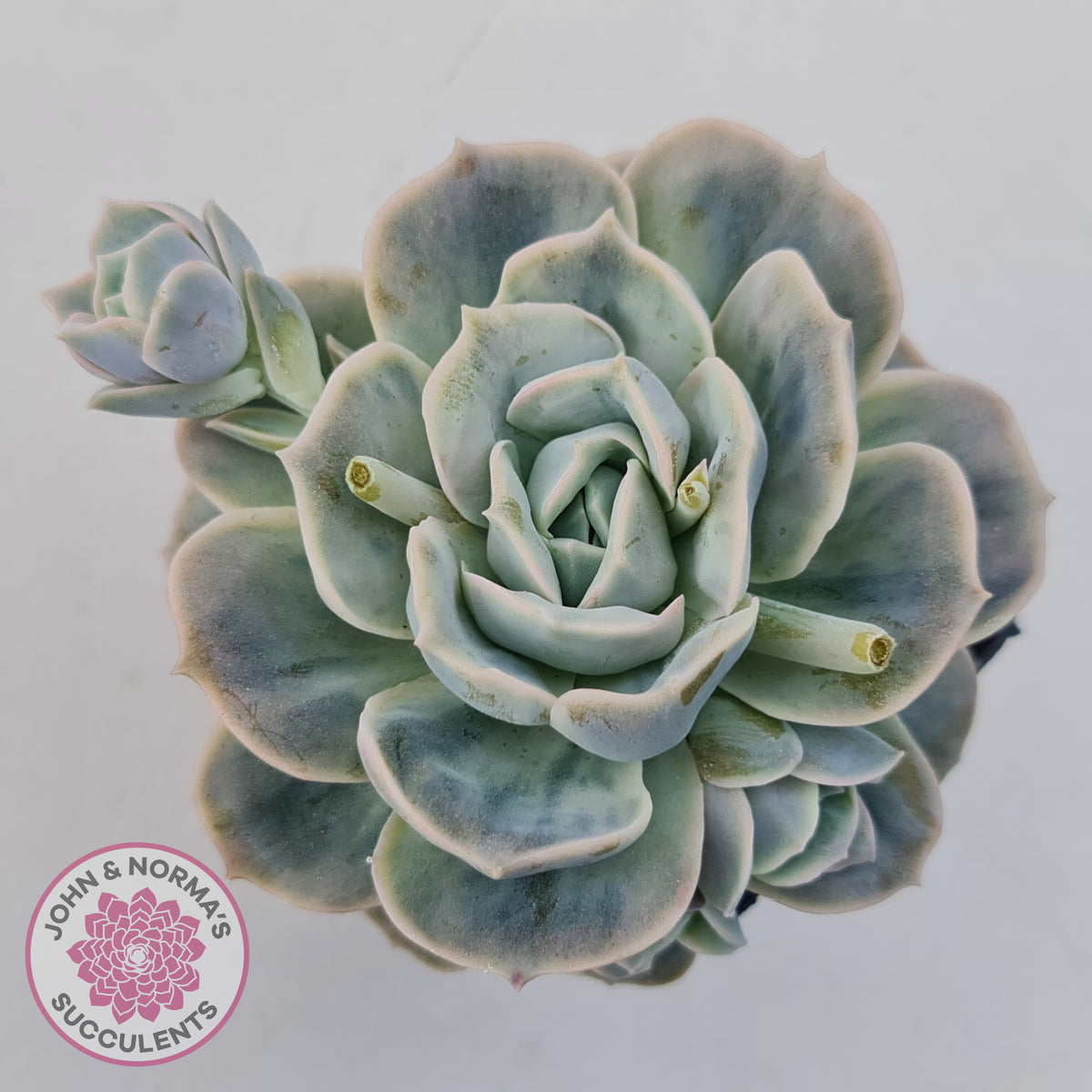Graptoveria 'Lovely Rose' Monstrose