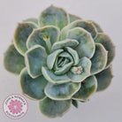 Graptoveria 'Lovely Rose' Monstrose