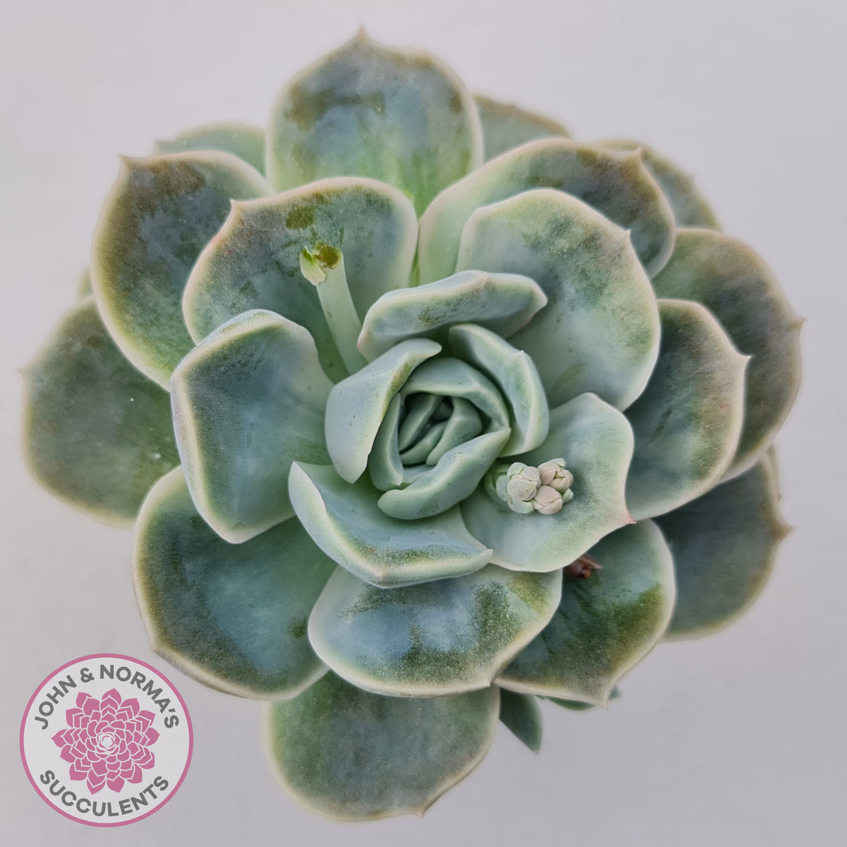 Graptoveria 'Lovely Rose' Monstrose