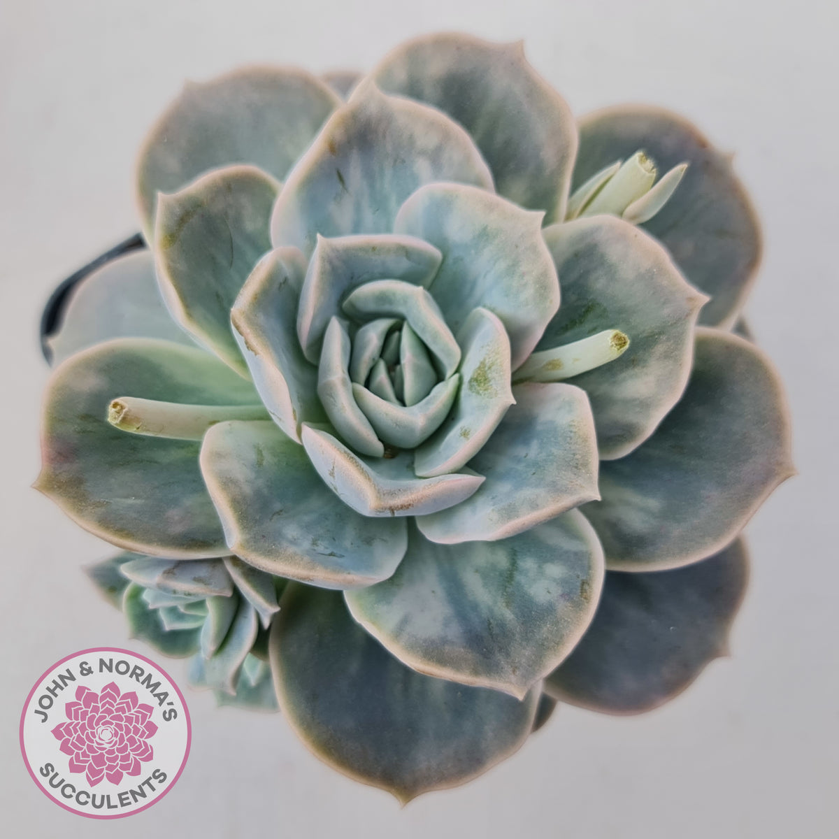 Graptoveria 'Lovely Rose' Monstrose