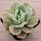 Graptoveria 'Lovely Rose' Monstrose