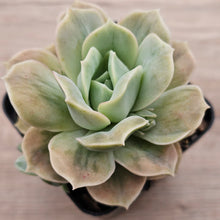 Load image into Gallery viewer, Graptoveria &#39;Lovely Rose&#39; Monstrose
