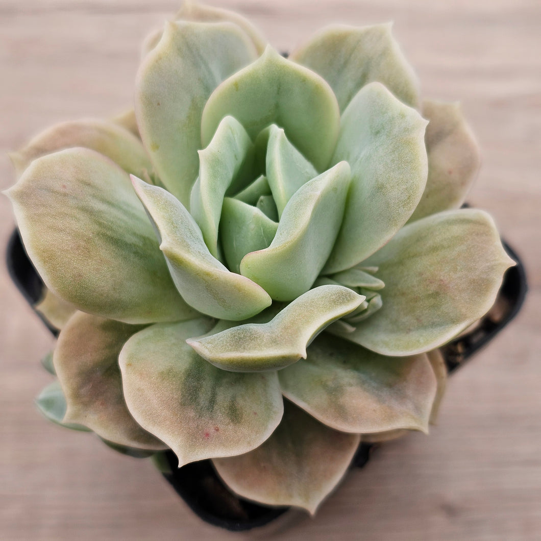 Graptoveria 'Lovely Rose' Monstrose