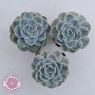 Graptoveria 'Lovely Rose' Monstrose