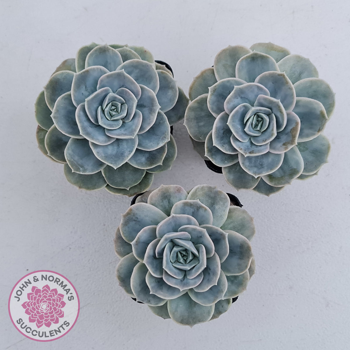 Graptoveria 'Lovely Rose' Monstrose
