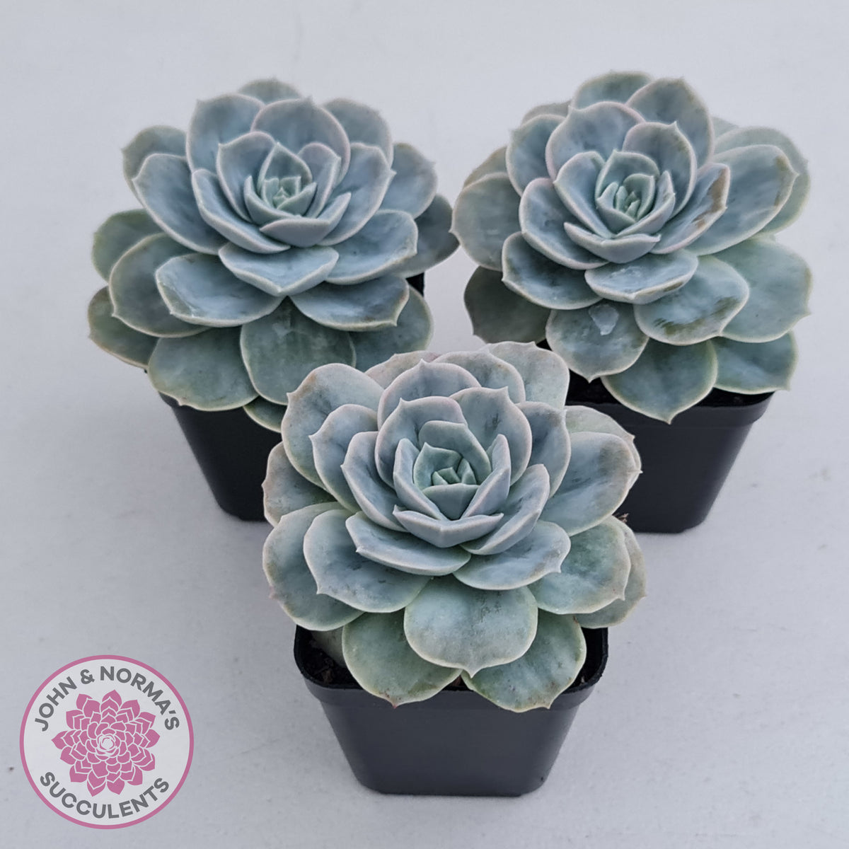Graptoveria 'Lovely Rose' Monstrose